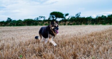 Diferenças Entre Cães em Ambientes Urbanos e Rurais