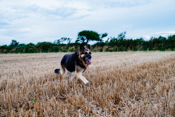 Diferenças Entre Cães em Ambientes Urbanos e Rurais